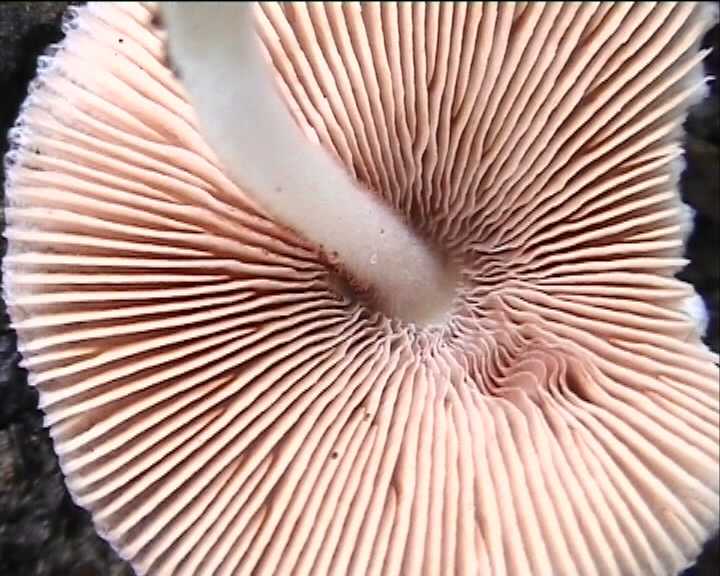 Volvariella hypopithys
